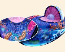 mitochondrial-dysfunction-in-psychiatric-disorders-what-research-shows