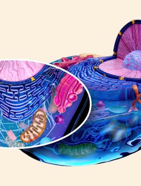 mitochondrial-dysfunction-in-psychiatric-disorders-what-research-shows