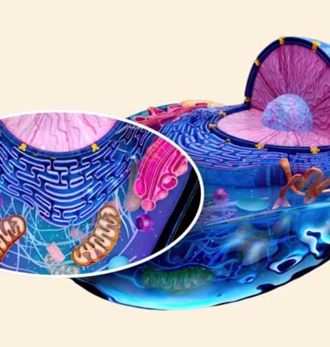 mitochondrial-dysfunction-in-psychiatric-disorders-what-research-shows