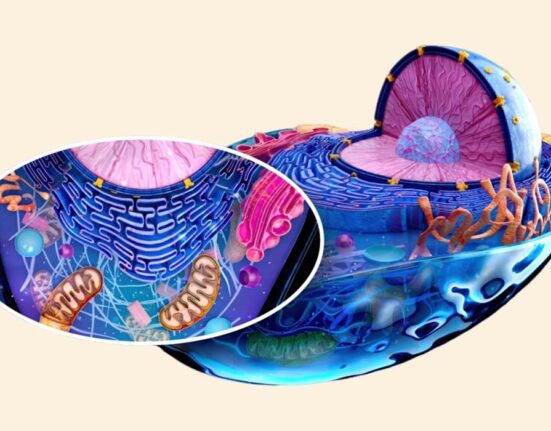 mitochondrial-dysfunction-in-psychiatric-disorders-what-research-shows