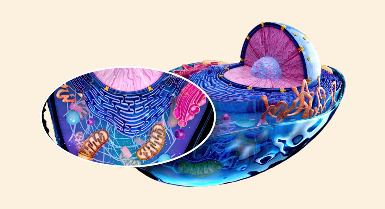 mitochondrial-dysfunction-in-psychiatric-disorders-what-research-shows