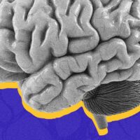 the-split-brain-patients-who-changed-our-understanding-of-consciousness