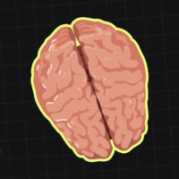 the-corpus-callosum-how-the-brains-hemispheres-communicate