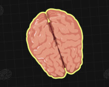 the-corpus-callosum-how-the-brains-hemispheres-communicate