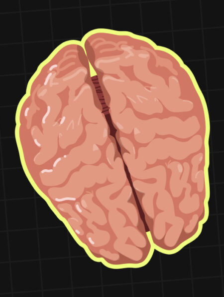 the-corpus-callosum-how-the-brains-hemispheres-communicate