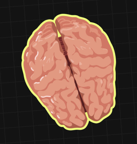 the-corpus-callosum-how-the-brains-hemispheres-communicate