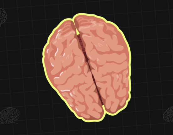 the-corpus-callosum-how-the-brains-hemispheres-communicate