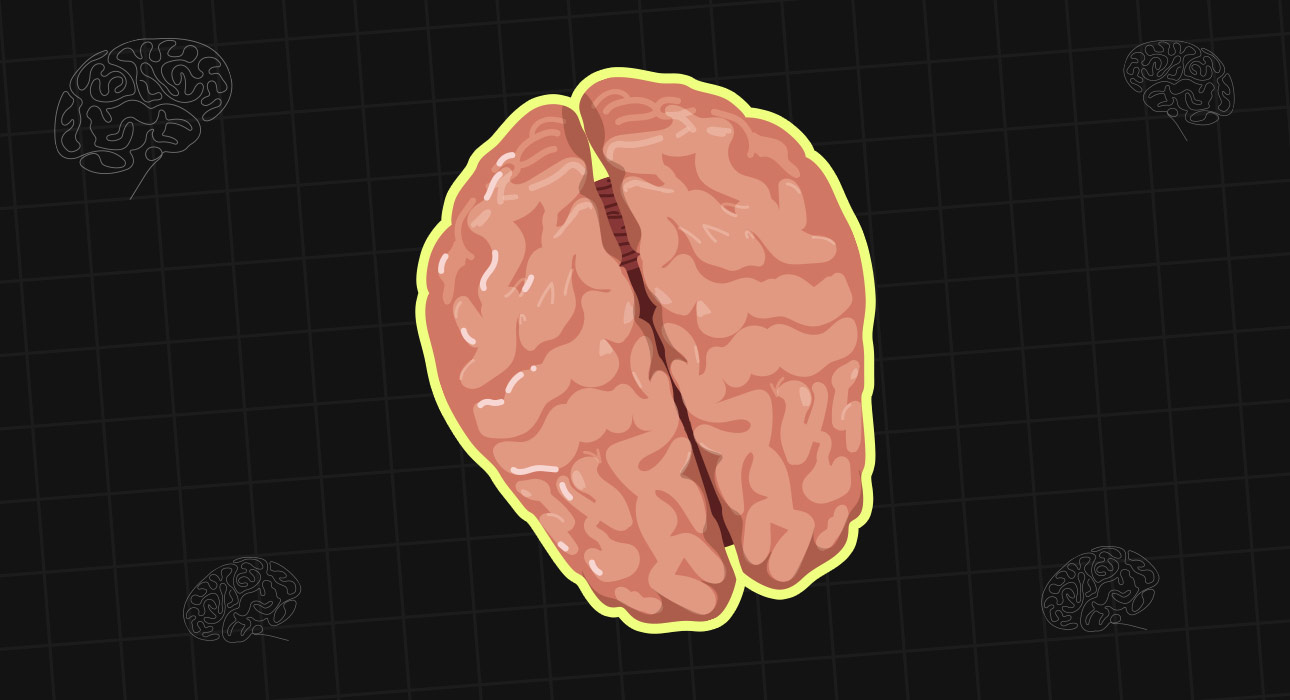 the-corpus-callosum-how-the-brains-hemispheres-communicate
